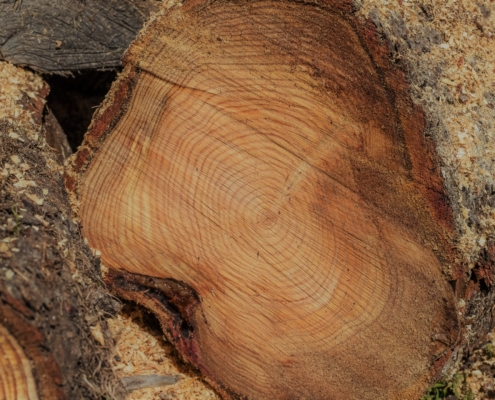 wood-3698634